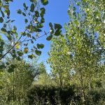 Fâșia riverană, bariera verde dintre uscat și apă. De ce au nevoie râurile de această protecție