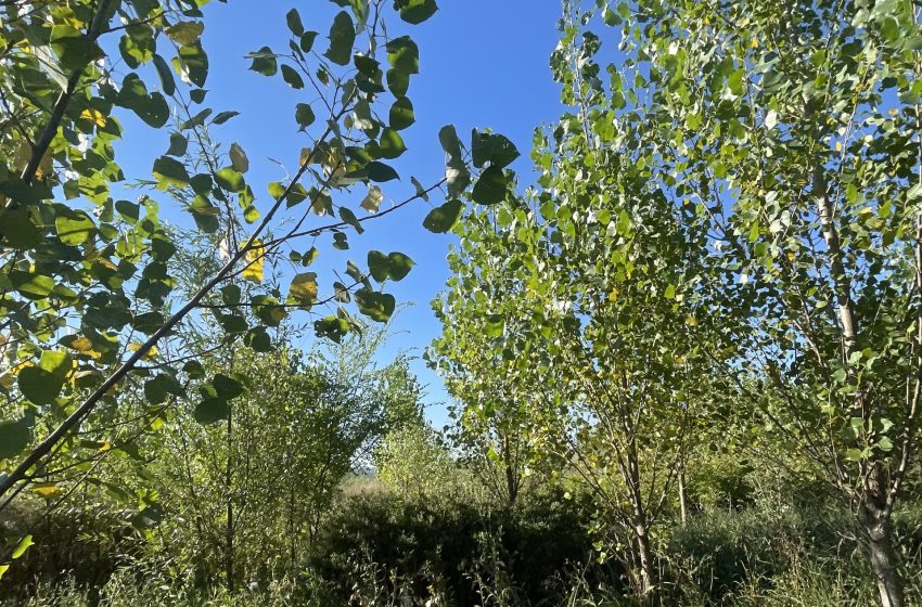 Fâșia riverană, bariera verde dintre uscat și apă. De ce au nevoie râurile de această protecție