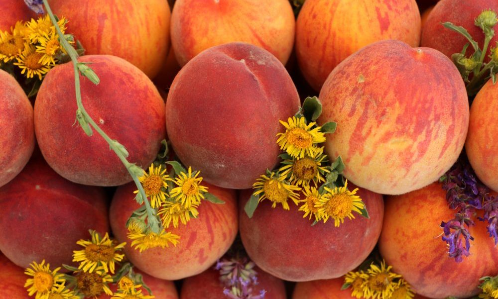 Piersicul, fructul tinereții, cultivat în regiunea de sud-vest a republicii
Foto: Dinu Rusu