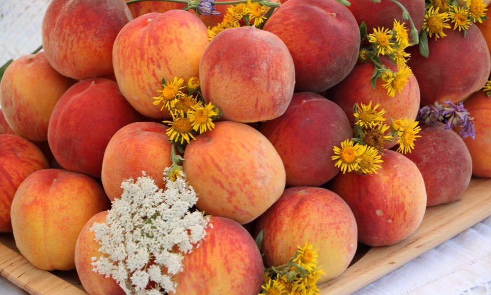 Piersicile sunt fructele care promovează satul Tudora, Ștefan Vodă
Foto: Dinu Rusu